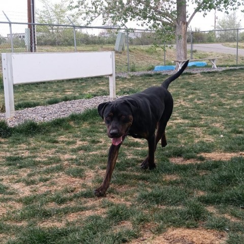 Raz (S23-1310), an adoptable Rottweiler & Pit Bull Terrier Mix in Grand Junction, CO_image-3