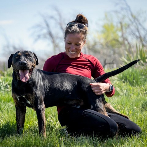 Raz (S23-1310), an adoptable Rottweiler & Pit Bull Terrier Mix in Grand Junction, CO_image-4