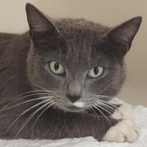 Penelope