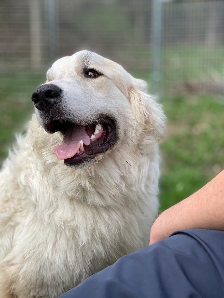 Max  - In Western MA, an adopted Great Pyrenees in Lee, MA_image-1