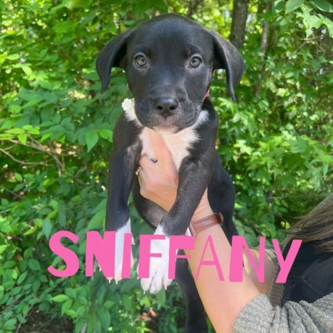 Sniffany 03-2874, an adoptable Boxer Mix in Tyrone, GA_image-1