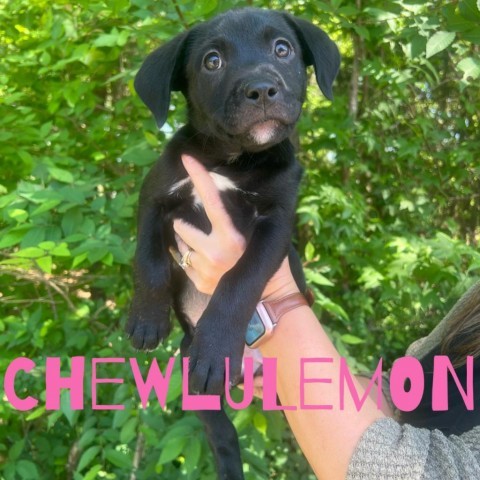 Chewlulemon 03-2873, an adoptable Boxer Mix in Tyrone, GA_image-1
