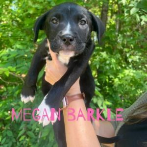 Megan Barkle 03-2876