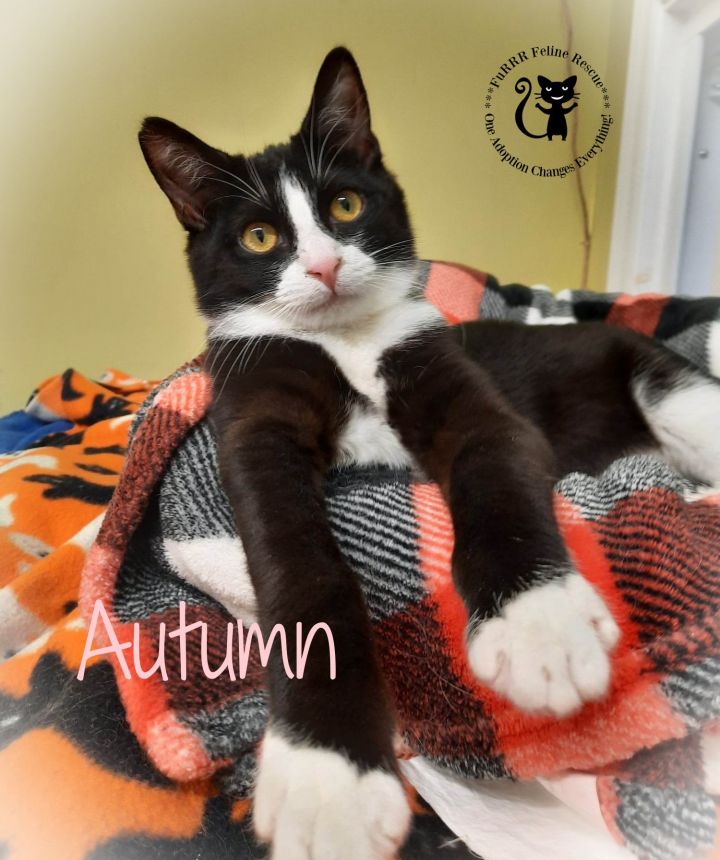 Autumn 1