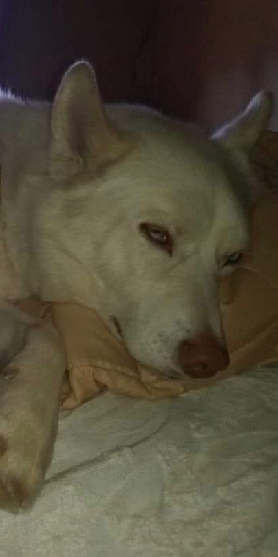Ice , an adoptable Husky in Moneta, VA_image-1