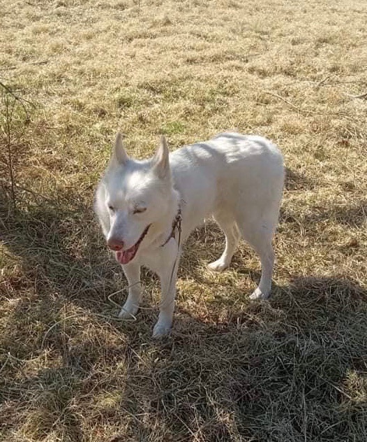 Ice , an adoptable Husky in Moneta, VA_image-2
