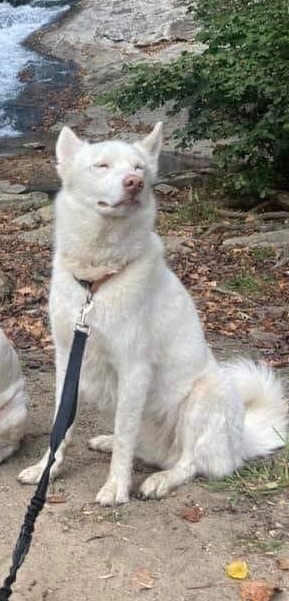 Ice , an adoptable Husky in Moneta, VA_image-3