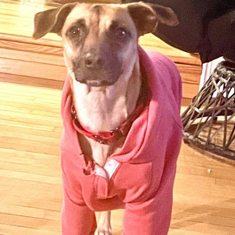 Lilly, an adoptable Chihuahua & Beagle Mix in Chantilly, VA_image-2