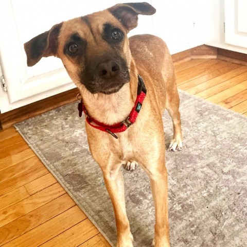 Lilly, an adoptable Chihuahua & Beagle Mix in Chantilly, VA_image-4