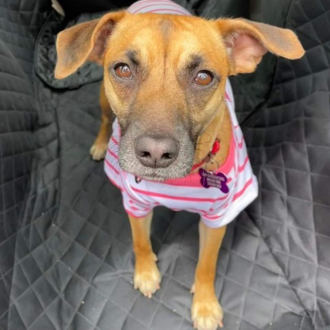 Lilly, an adoptable Chihuahua & Beagle Mix in Chantilly, VA_image-5