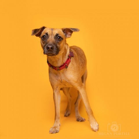 Lilly, an adoptable Chihuahua & Beagle Mix in Chantilly, VA_image-6