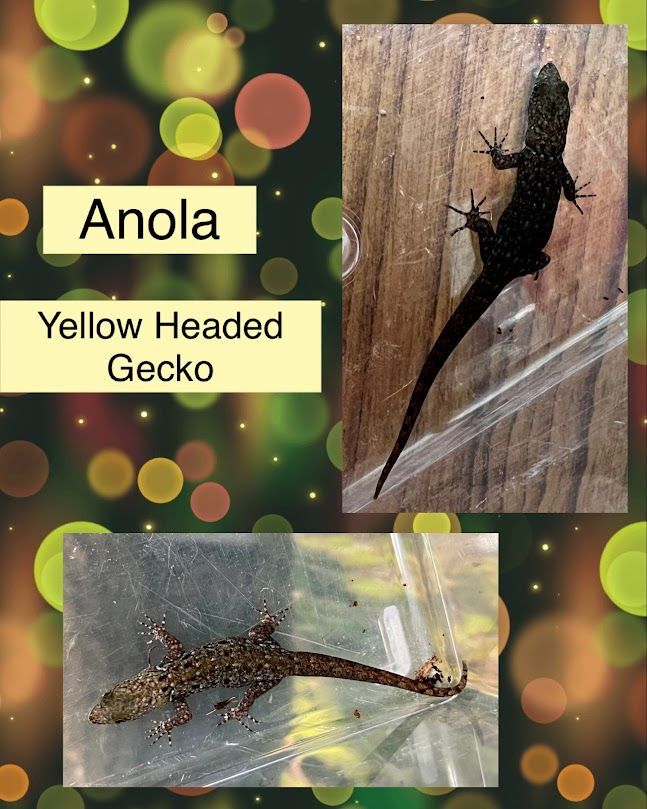 ANOLA , an adoptable Gecko in Bottineau, ND_image-1