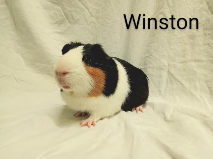 WINSTON 1