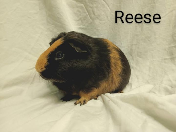 REESE, an adoptable Guinea Pig in Los Angeles, CA_image-1