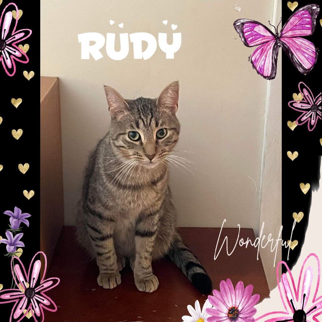 Godivia/Rudy, an adoptable Domestic Short Hair, Tabby in Niles, MI, 49120 | Photo Image 2