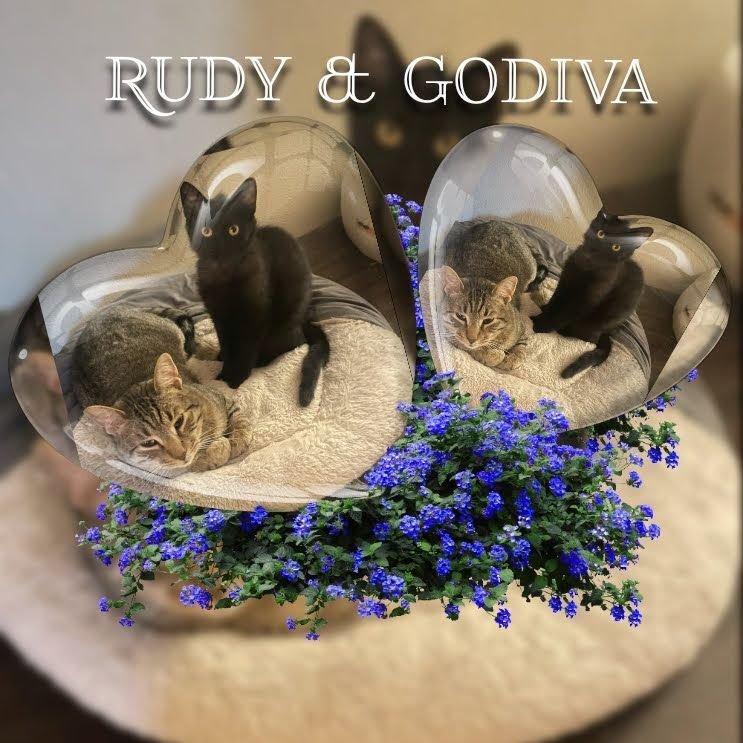 Godivia/Rudy