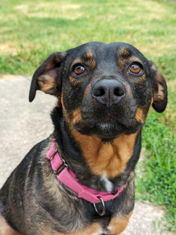 Dixie, an adoptable Rottweiler, Labrador Retriever in Niles, MI, 49120 | Photo Image 2