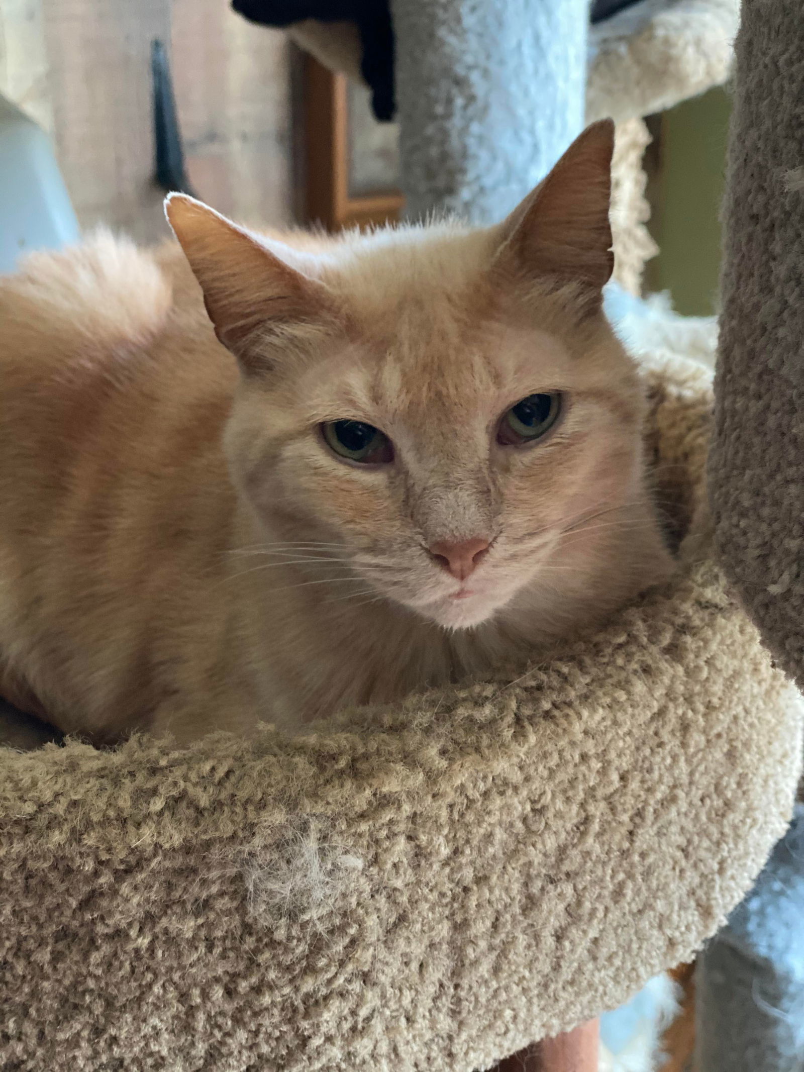 BK, an adoptable Domestic Short Hair in Niles, MI, 49120 | Photo Image 1