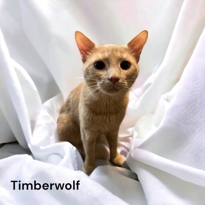 Timberwolf