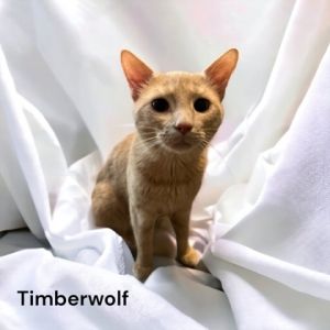 Timberwolf, Adult Male Domestic Short Hair