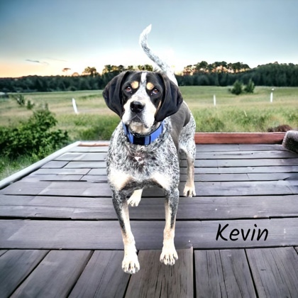 Kevin, an adoptable Bluetick Coonhound, Mixed Breed in Cumberland, MD, 21502 | Photo Image 1