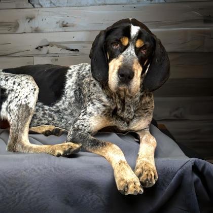 Kevin, an adoptable Bluetick Coonhound, Mixed Breed in Cumberland, MD, 21502 | Photo Image 2