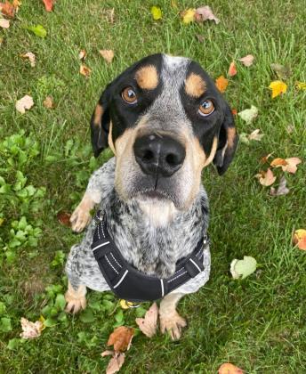 Kevin, an adoptable Bluetick Coonhound, Mixed Breed in Cumberland, MD, 21502 | Photo Image 3