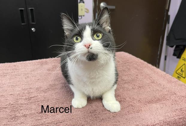 Marcel