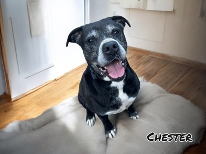 Chester, an adoptable Terrier, Mixed Breed in Cumberland, MD, 21502 | Photo Image 1