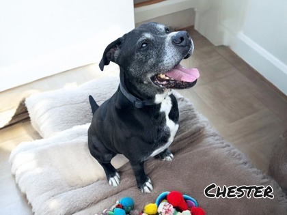 Chester, an adoptable Terrier, Mixed Breed in Cumberland, MD, 21502 | Photo Image 3