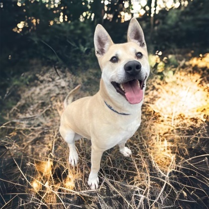 Brutus, an adoptable Akita, Shepherd in Cumberland, MD, 21502 | Photo Image 1