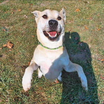 Brutus, an adoptable Akita, Shepherd in Cumberland, MD, 21502 | Photo Image 2