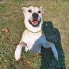 Brutus photo 2