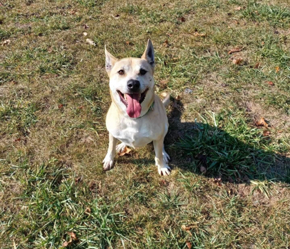 Brutus, an adoptable Akita, Shepherd in Cumberland, MD, 21502 | Photo Image 3