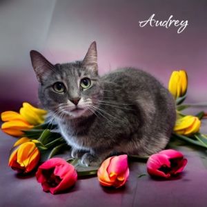 Audrey