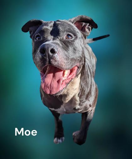 Moe 3