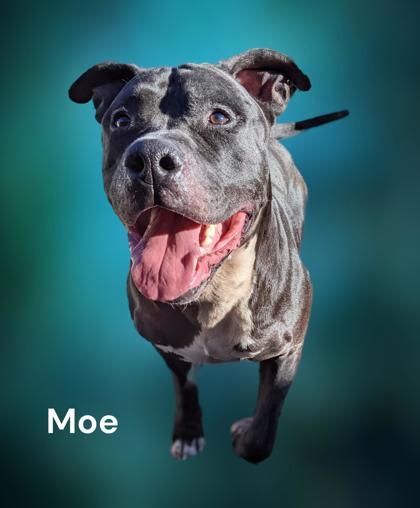 Moe, an adoptable Terrier Mix in Cumberland, MD_image-3
