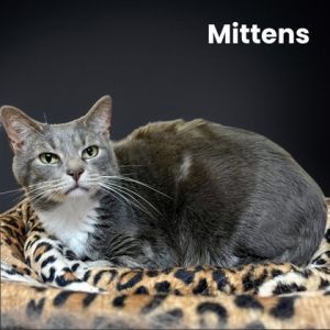 Mittens, Young Male Domestic Short Hair