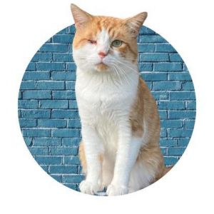 Marsh, Adult Male Domestic Medium Hair