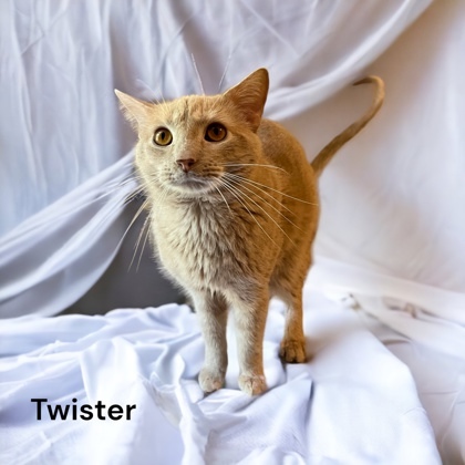 Twister, an adoptable Domestic Short Hair in Cumberland, MD_image-1