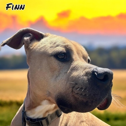 Finn, an adoptable American Staffordshire Terrier, Mixed Breed in Cumberland, MD, 21502 | Photo Image 1