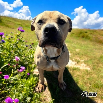 Finn, an adoptable American Staffordshire Terrier, Mixed Breed in Cumberland, MD, 21502 | Photo Image 2