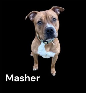 Masher