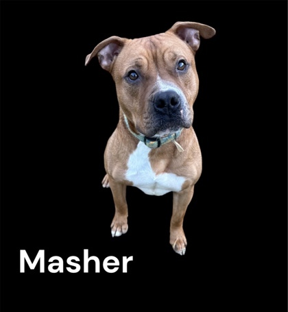 Masher, an adoptable American Staffordshire Terrier Mix in Cumberland, MD_image-1