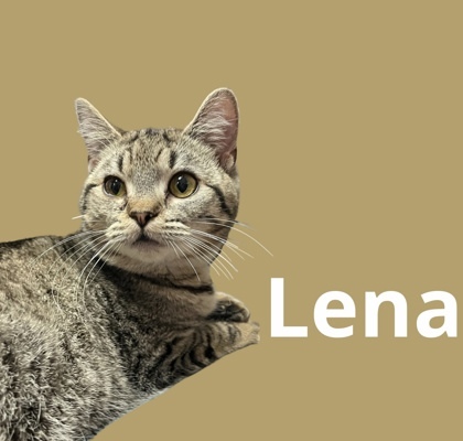 Lena, an adoptable Domestic Short Hair in Cumberland, MD_image-1