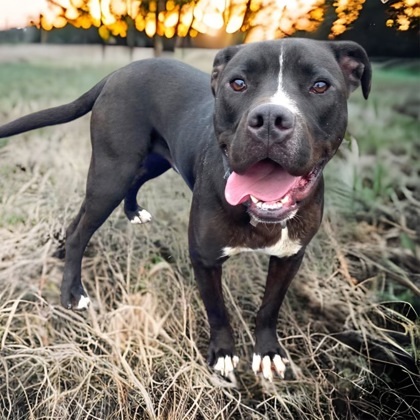 Parker, an adoptable Terrier, Mixed Breed in Cumberland, MD, 21502 | Photo Image 1