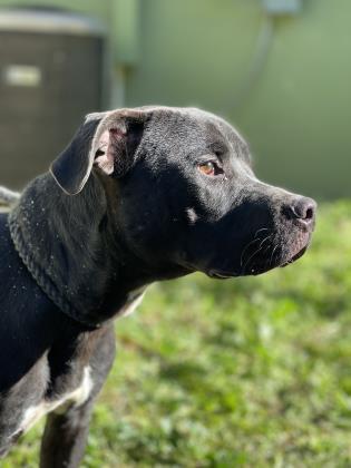 Parker, an adoptable Terrier, Mixed Breed in Cumberland, MD, 21502 | Photo Image 2