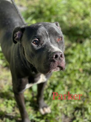 Parker, an adoptable Terrier, Mixed Breed in Cumberland, MD, 21502 | Photo Image 3