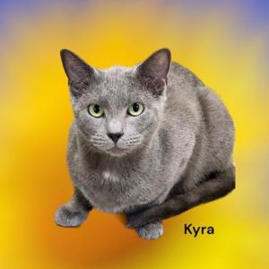 Kyra, Adult Female unknown