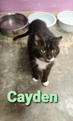 Cayden, an adoptable Domestic Short Hair in Cumberland, MD_image-1